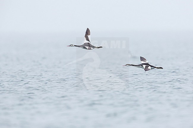 Winter plumaged Great Crested Grebe’s (Podiceps cristatus cristatus) migrating over the North Sea in Germany (Mecklenburg-Vorpommern). stock-image by Agami/Ralph Martin,