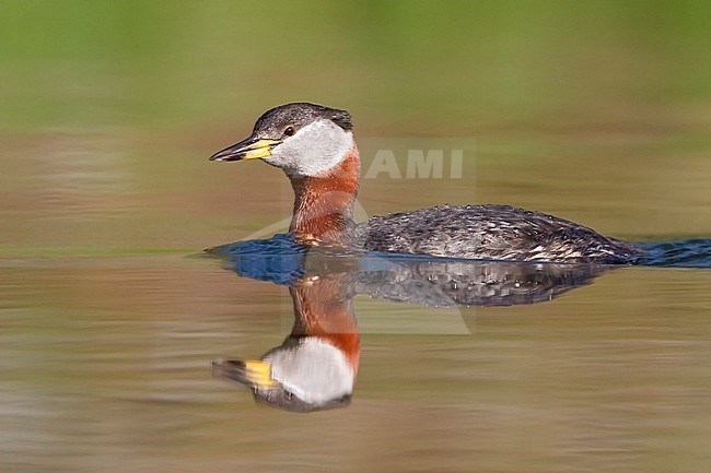 Red-necked Grebe (Podiceps grisegena) in a pond in British Columbia, Canada. stock-image by Agami/Glenn Bartley,