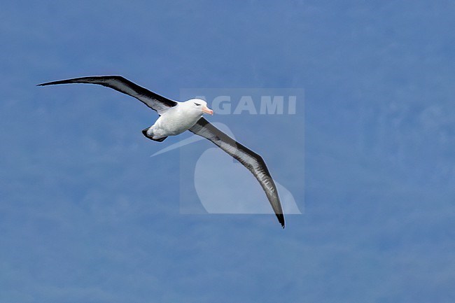 Black-browed Albatross (Thalassarche melanophris) in flight  in Argentina stock-image by Agami/Dubi Shapiro,