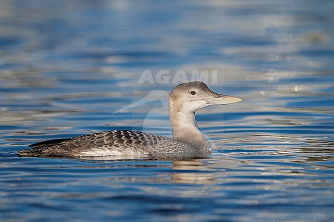 Juvenile
San Diego Co., CA
December 2022 stock-image by Agami/Brian E Small,