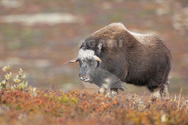 Muskox (Ovibos moschatus) in the Dovrefjell in Norway. An Arctic hoofed mammal of the family Bovidae introduced in parts of Scandinavia. stock-image by Agami/Alain Ghignone,