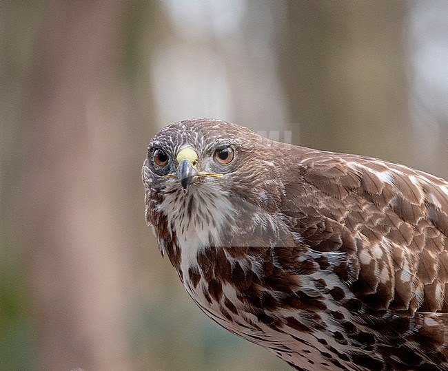 Common Buzzard (Buteo buteo) perched in the forest at close range stock-image by Agami/Roy de Haas,