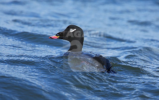 Male American White-winged Scoter (Melanitta deglandi) at Monterey Bay, California, USA. stock-image by Agami/Aurélien Audevard,