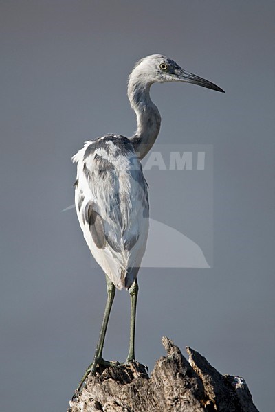 Kleine Blauwe Reiger onvolwassen ruiend naar adult kleed Mexico, Little Blue Heron immature moulting into adultplumage Mexico stock-image by Agami/Wil Leurs,