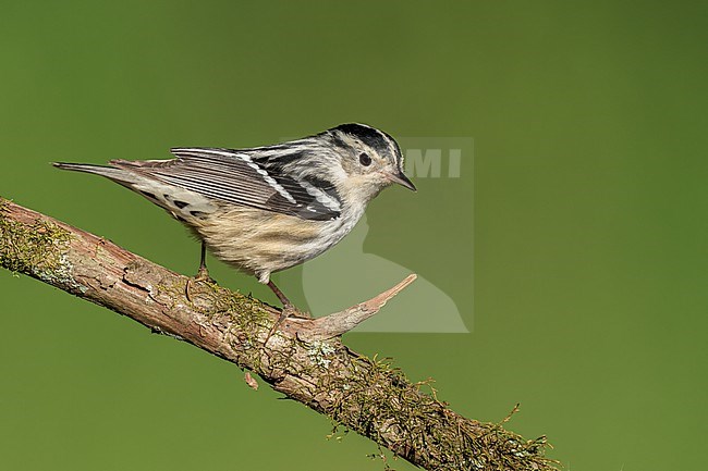 Adult female
Galveston Co., TX
April 2022 stock-image by Agami/Brian E Small,