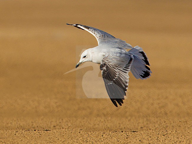 Second-year Audouin's Gull (Ichthyaetus audouinii) landing on Tan Tan beach in Western Sahara. stock-image by Agami/David Monticelli,