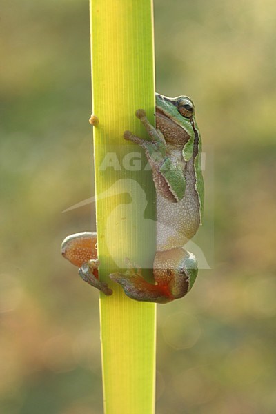 Europese Boomkikker; Common Tree Frog stock-image by Agami/Menno van Duijn,