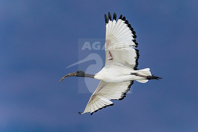 Heilige Ibis in vlucht; Sacred Ibis in flight stock-image by Agami/Daniele Occhiato,