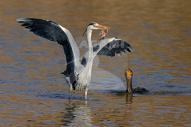 Blauwe Reiger met vis; Grey Heron with fish stock-image by Agami/Daniele Occhiato,