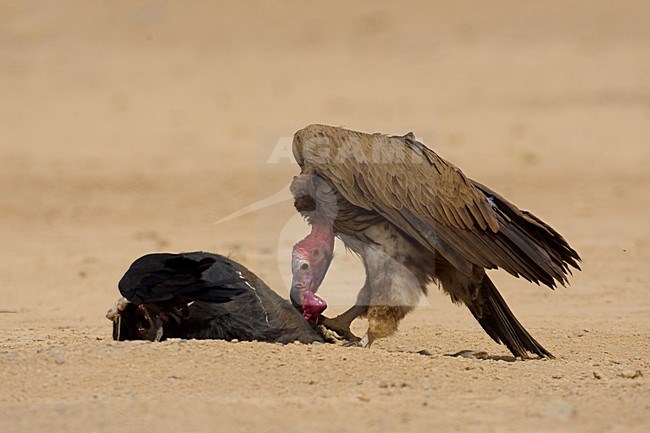 Volwassen Oorgier etend van kadaver; Adult Lappet-faced Vulture eating from dead animal stock-image by Agami/Daniele Occhiato,