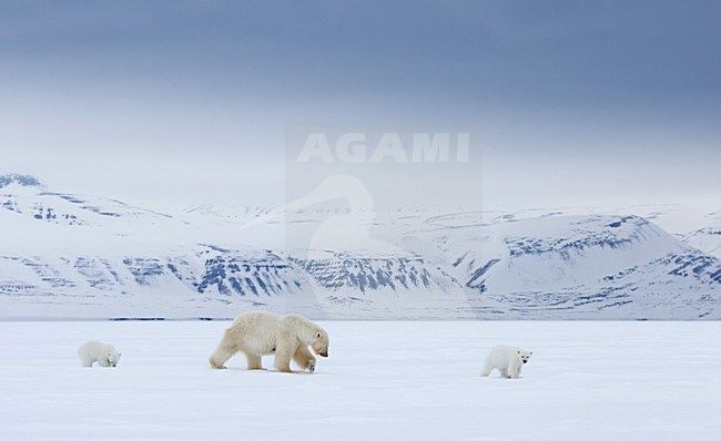 IJsbeer vrouw met jongen; Polar Bear mother with cubs stock-image by Agami/Pieter-Jan D'Hondt ,