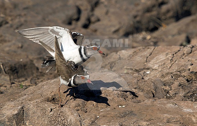 Driebandplevier parend, Three-banded Plover mating stock-image by Agami/Walter Soestbergen,