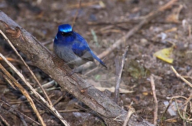 Kleine Niltava, Small Niltava, Niltava macgrigoriae stock-image by Agami/Marc Guyt,