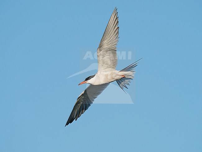 Common Tern (Sterna hirundo) flying, migrating in blue sky stock-image by Agami/Ran Schols,