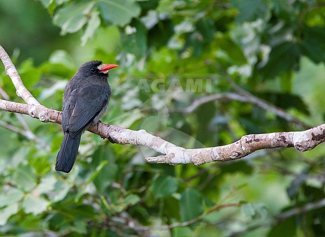 White-fronted Nunbird (Monasa morphoeus) perched in canopy of Amazon rainforest of lowland Peru. Seen on the back. stock-image by Agami/Marc Guyt,