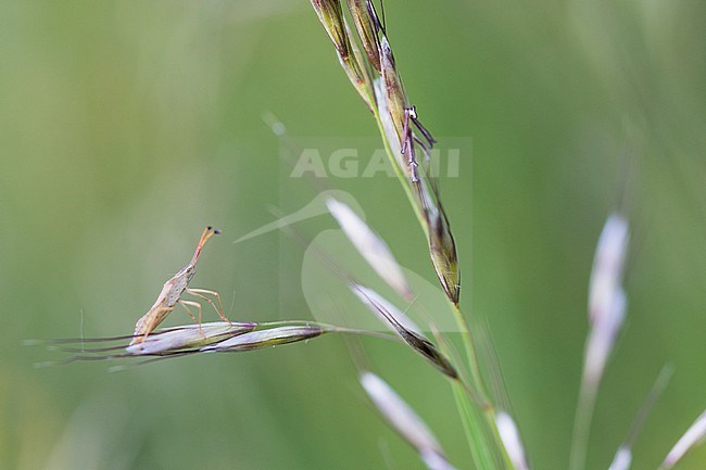 Syromastus rhombeus - Rhombic leatherbug - Rhombenwanze, Germany (Baden-Württemberg), imago stock-image by Agami/Ralph Martin,