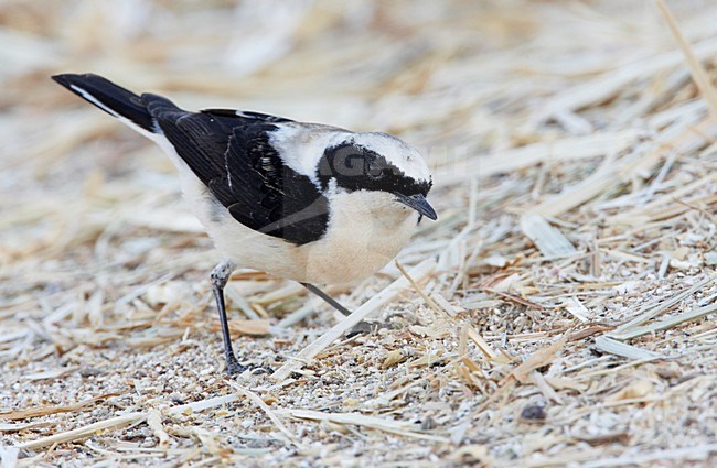 Oostelijke Blonde Tapuit mannetje staand; Eastern Black-eared Wheatear perched stock-image by Agami/Markus Varesvuo,