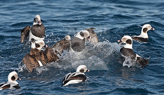 IJseend mannetjes vechtend; Long-tailed Duck males fighting stock-image by Agami/Jari Peltomäki,