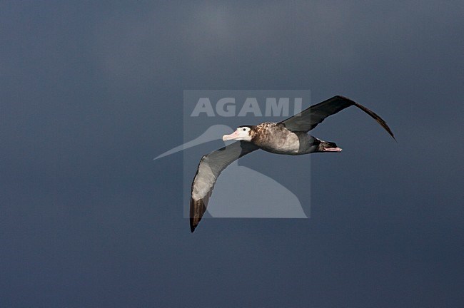 Tristan Albatros in vlucht; Tristan Albatross in flight stock-image by Agami/Marc Guyt,
