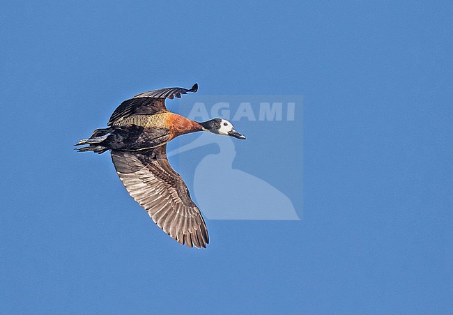 White-faced Whistling Duck, Dendrocygna viduata, in South Africa. stock-image by Agami/Pete Morris,