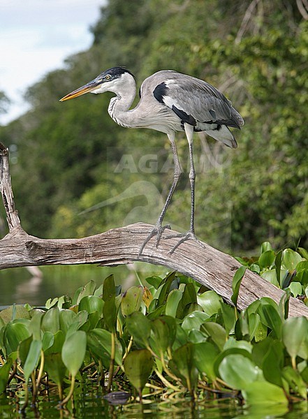 Cocoi Heron (Ardea cocoi) at Pousada Rio Claro, Pantanal, Brazil. stock-image by Agami/Tom Friedel,