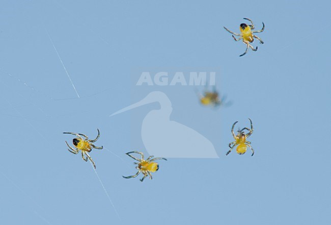 Jonge spinnetjes, Spiderlings stock-image by Agami/Rob de Jong,