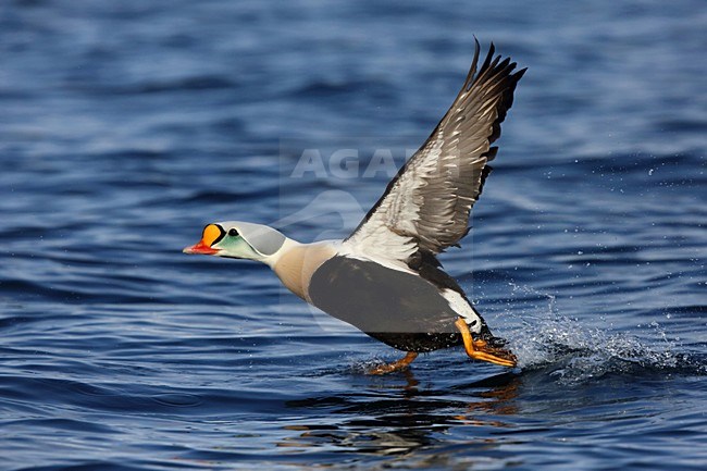 Opvliegende Koningseider; Flying King Eider stock-image by Agami/Chris van Rijswijk,