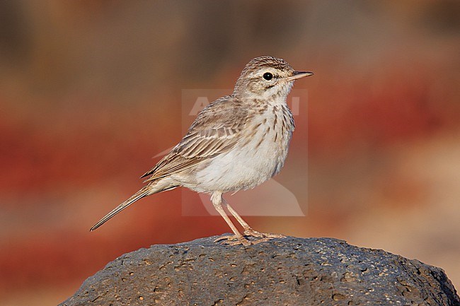 Berthelot's Pipit (Anthus berthelotii) taken the 28/03/2023 at Tenerife stock-image by Agami/Nicolas Bastide,