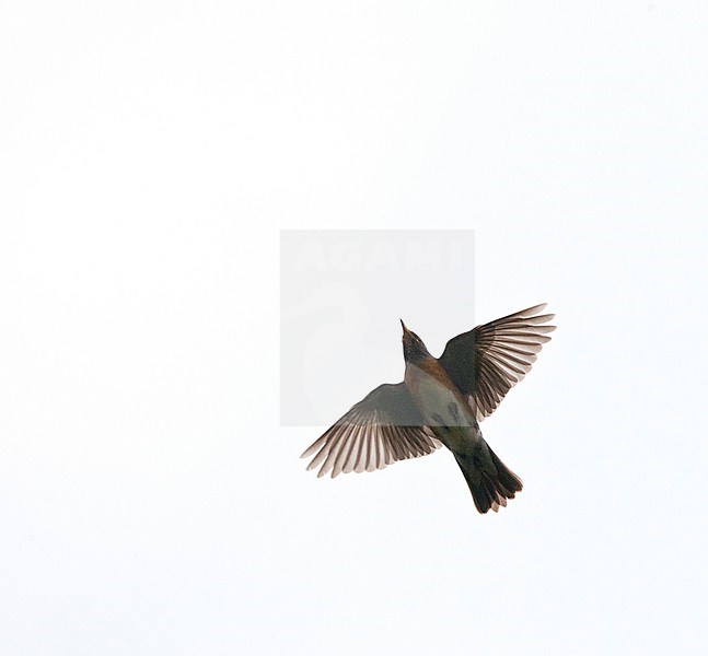 Eyebrowed Thrush (Turdus obscurus) in flight during spring migration on Happy Island, China. stock-image by Agami/Roy de Haas,