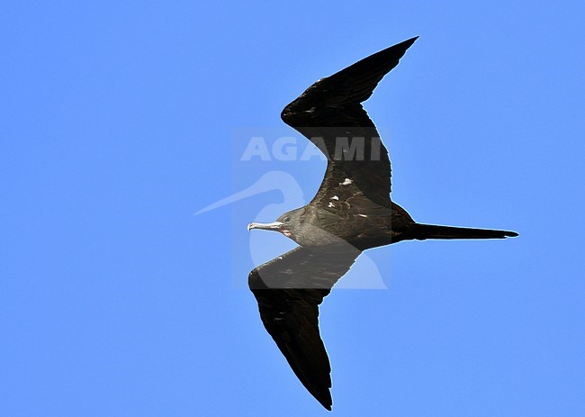 Male Ascension frigatebird (Fregata aquila) at Ascension island. stock-image by Agami/Laurens Steijn,