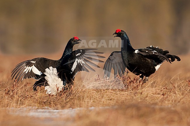 Mannetje Korhoen baltsend; Male Black Grouse displaying stock-image by Agami/Han Bouwmeester,