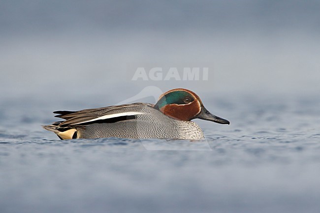 Wintertaling laagstandpunt; Common teal low point of view; Krickente	; Anas crecca; stock-image by Agami/Walter Soestbergen,