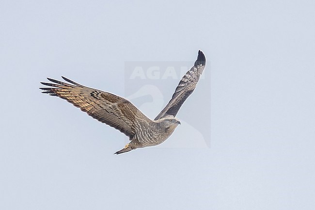 Female Crested Honey Buizzard (Pernis ptilorhyncus) flying over Abşeron Milli Parkı-Absheron National Park , Azerbijan. stock-image by Agami/Vincent Legrand,