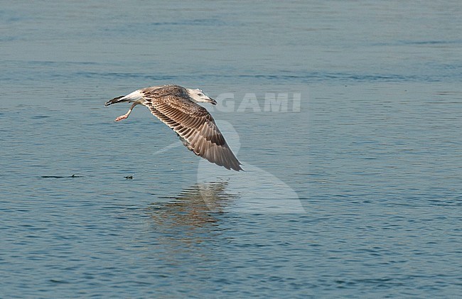 Immature Caspian Gull (Larus cachinnans) taking off from Chardara lake in South Kazakhstan. Showing upper wing pattern. stock-image by Agami/Arend Wassink,