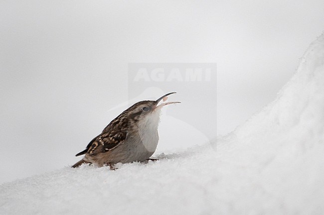 Boomkruiper zittend in sneeuw met voer; Short-toed Treecreeper perched in snow with food stock-image by Agami/Han Bouwmeester,