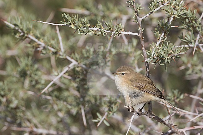 Mountain Chiffchaff (Phylloscopus sindianus ssp. sindianus) adult perched in a bush stock-image by Agami/Ralph Martin,