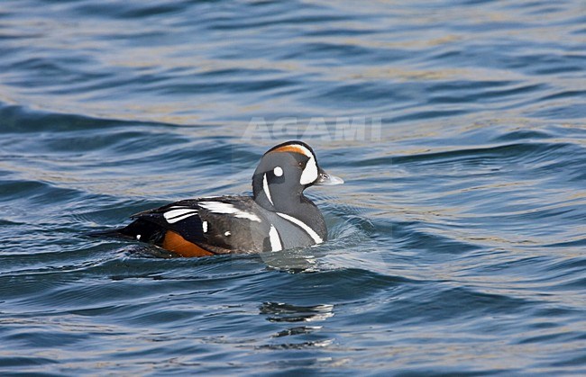 Harlekijneend man zwemmend; Harlequin Duck male swimming stock-image by Agami/Marc Guyt,