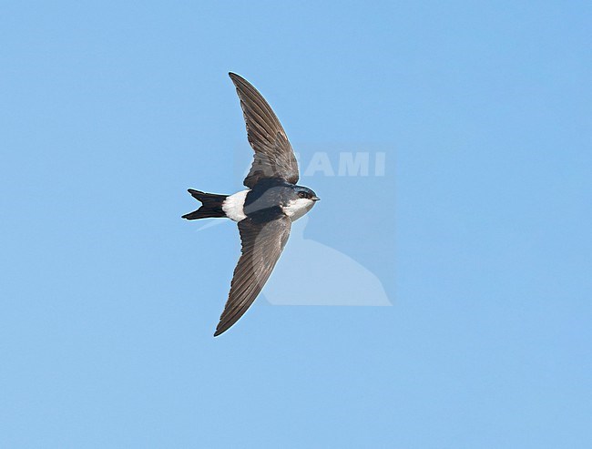 Common House Martin (Delichon urbicum) flying, migrating in blue sky showing upperside and white rump stock-image by Agami/Ran Schols,