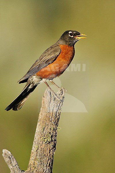 Adult male
Lake Co., OR
June 2008 stock-image by Agami/Brian E Small,