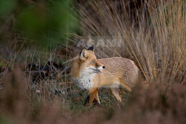 Vos in gras; Red fox in gras stock-image by Agami/Wim Wilmers,