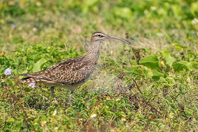 Adult
Kahuku, Oahu, HI
March 2022 stock-image by Agami/Brian E Small,