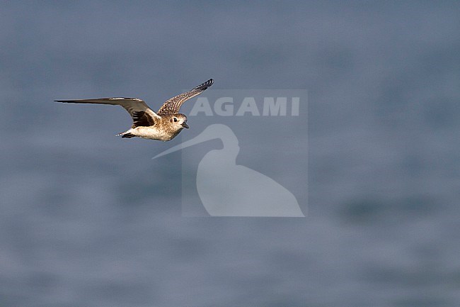 Flying Grey Plover - Kiebitzregenpfeifer - Pluvialis squatarola ssp. squatarola, Oman stock-image by Agami/Ralph Martin,