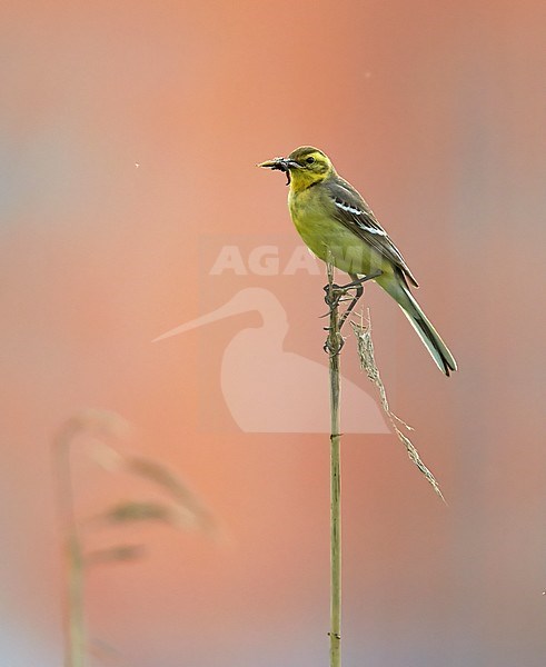 Citroenkwikstaart, Citrine Wagtail, Motacilla citreola stock-image by Agami/Tomi Muukkonen,