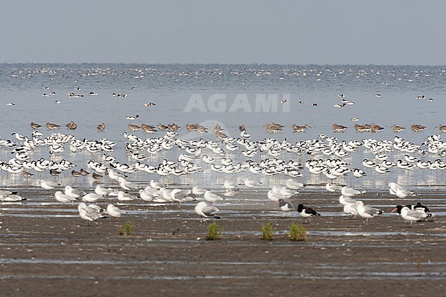 Grote groepen vogels in Westhoek; Bird flocks at Westhoek stock-image by Agami/Marc Guyt,