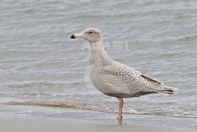 Grote Burgemeester op strand; Glaucous Gull on beach stock-image by Agami/Hans Gebuis,