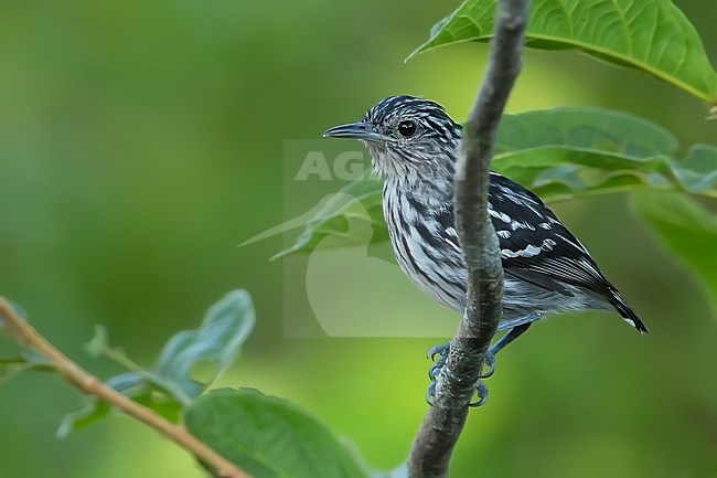 Male Guianan Streaked Antwren (Myrmotherula surinamensis) in Guyana. stock-image by Agami/Dubi Shapiro,