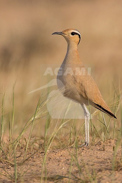 Adult Cream-coloured Courser in southern Negev desert of Israel during spring migration. stock-image by Agami/Dubi Shapiro,