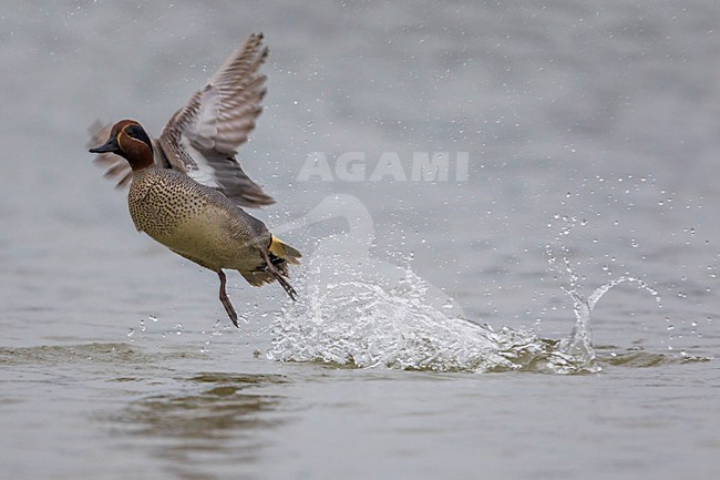 Mannetje Wintertaling opvliegend uit water; Eurasian Teal male taking off stock-image by Agami/Daniele Occhiato,