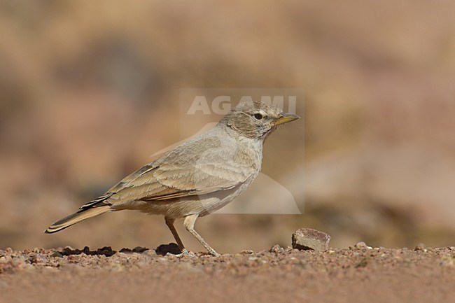 Woestijnleeuwerik in droog habitat; Desert lark in dry habitat stock-image by Agami/Daniele Occhiato,