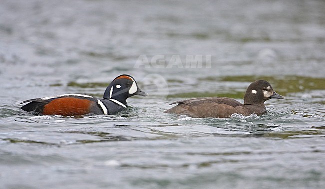 Paartje Harlekijneenden; Pair of Harlequin Ducks stock-image by Agami/Markus Varesvuo,